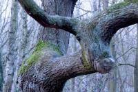Treemoose