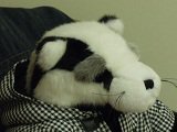 moondoggy