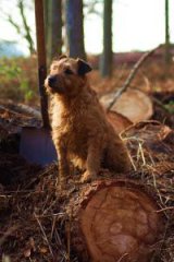Timber terrier