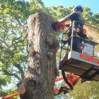 Topp tree care