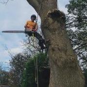 JT freelance arborist