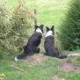 Rushes