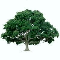 Copthall South Fields Conservation Group